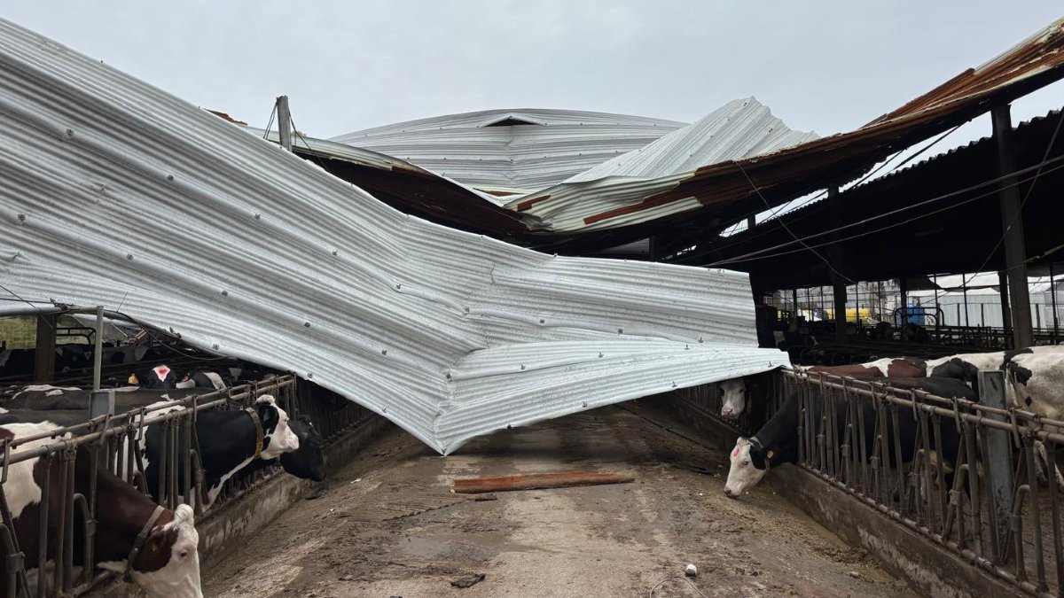 Produtores de leite pedem apoio célere ao Governo para reconstrução de vacarias afetadas pela tempestade Kristin