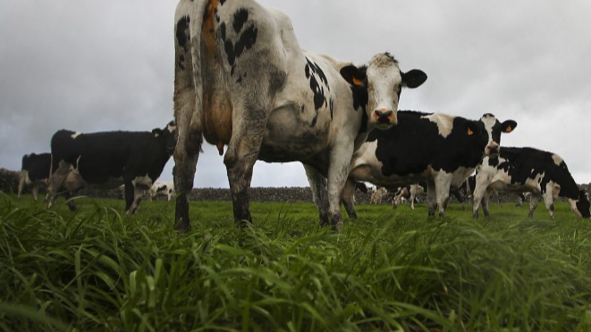 Modelação matemática da curva de lactação e bioindicadores em vacas Holstein Frísia (2010-2020)