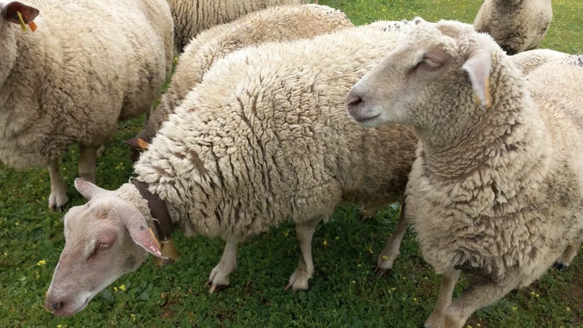 Impacto Económico do Intervalo entre Partos em Ovelhas Lacaune