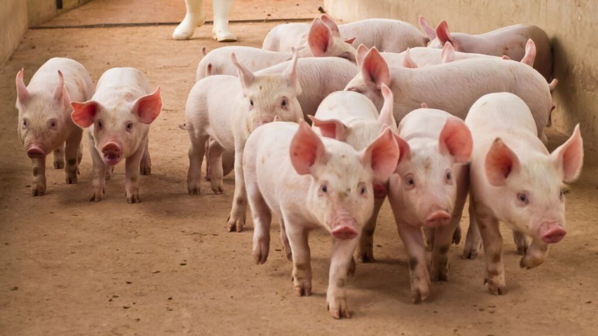 Trouw Nutrition lança a 5.ª edição do seu curso de referência em nutrição suína em Espanha