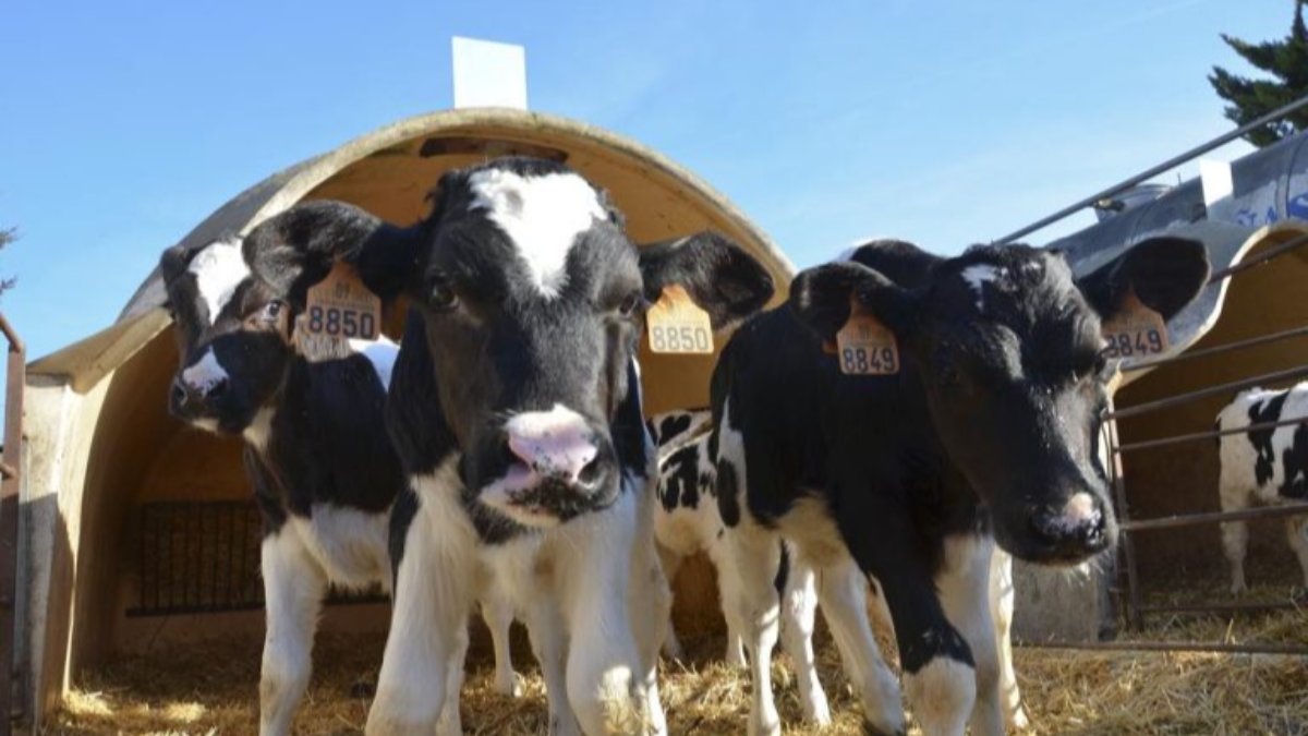 Fertilidade de vacas leiteiras de alta produção inseminadas com sémen sexado de touros Angus, para cromossoma-Y, fresco ou congelado