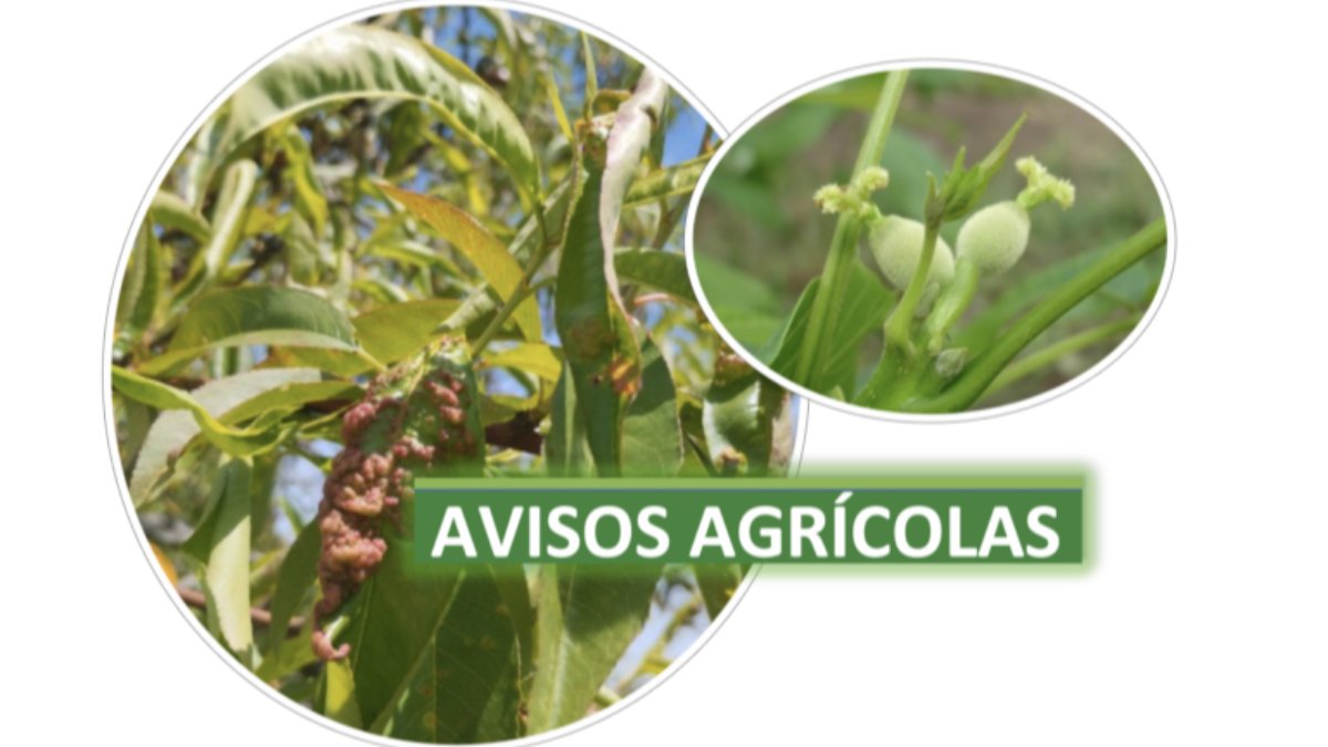 CCDR Norte publica circular n.º 01 (23/01/2026) Serviço de Avisos Agrícolas