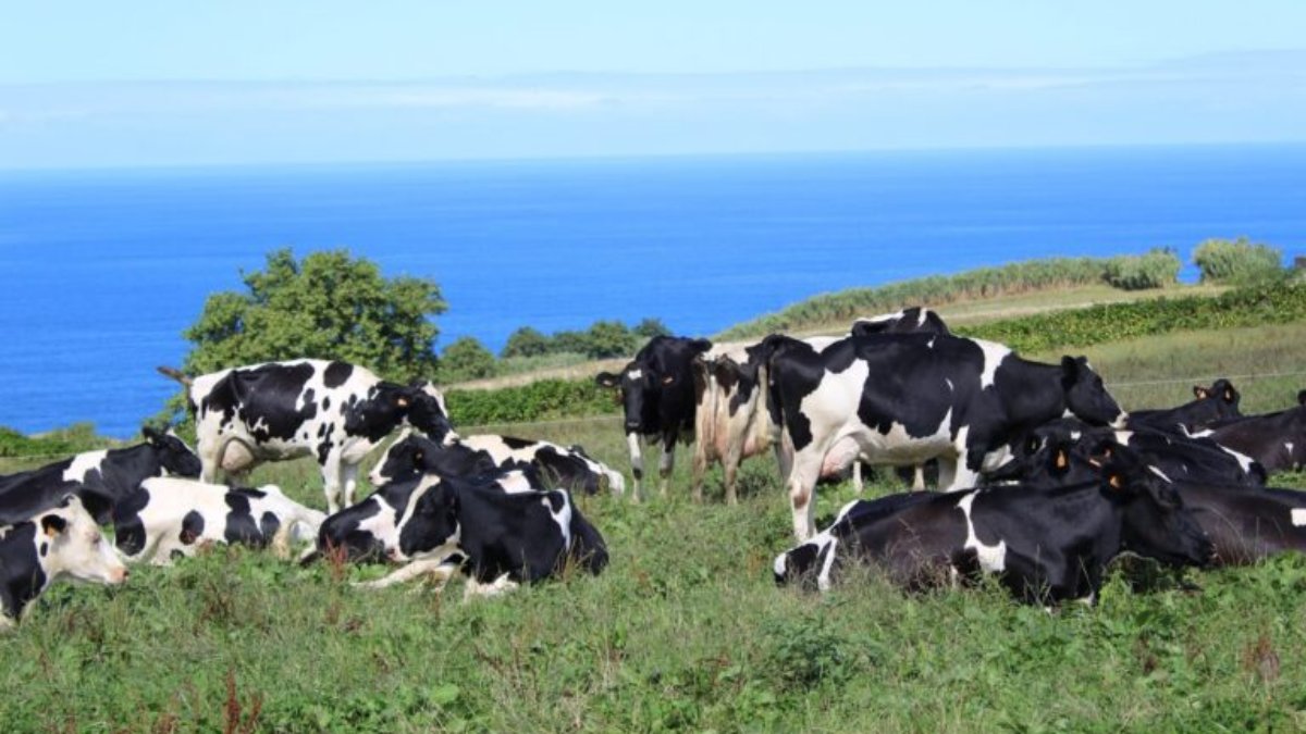 Auditoria do Tribunal de Contas Europeu realizada ao POSEI legítima as reivindicações da Federação Agrícola dos Açores