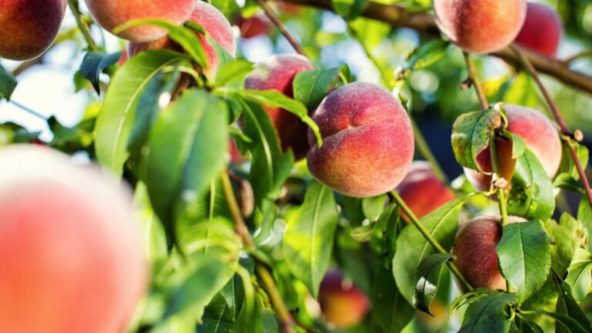 Pêssego mantém área estável, mas produção oscila com o clima e agrava défice externo