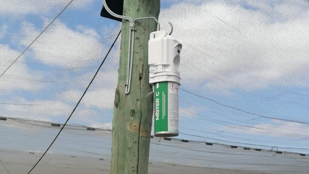 Inovação e sustentabilidade no controlo do bichado-da-fruta (Cydia pomonella) com Isomate CTT ou Mister C