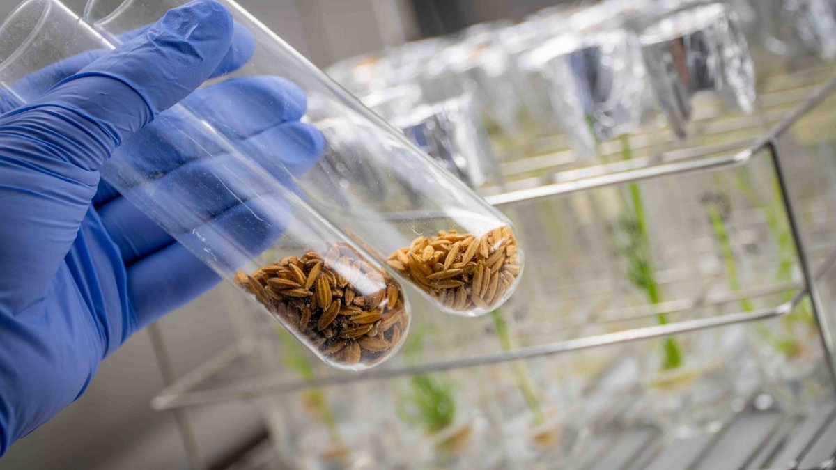 Que variedades de arroz estamos a consumir? A resposta está nos genes