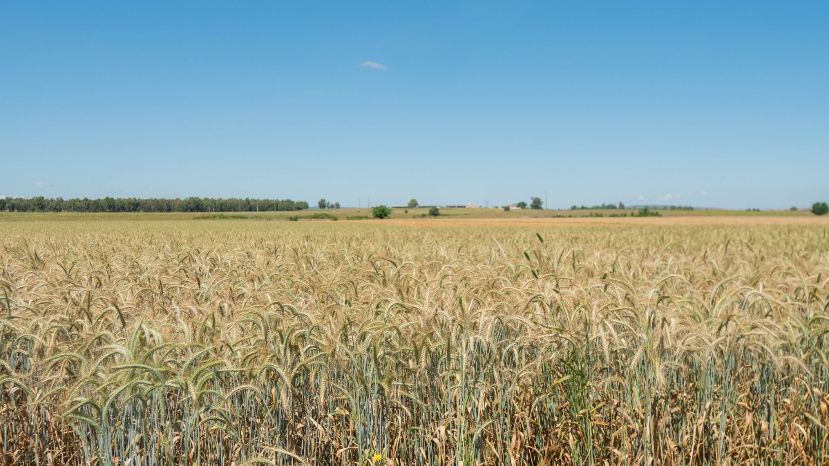 Otimização da nutrição foliar em cereais: Aproveite cada aplicação para aumentar a eficiência