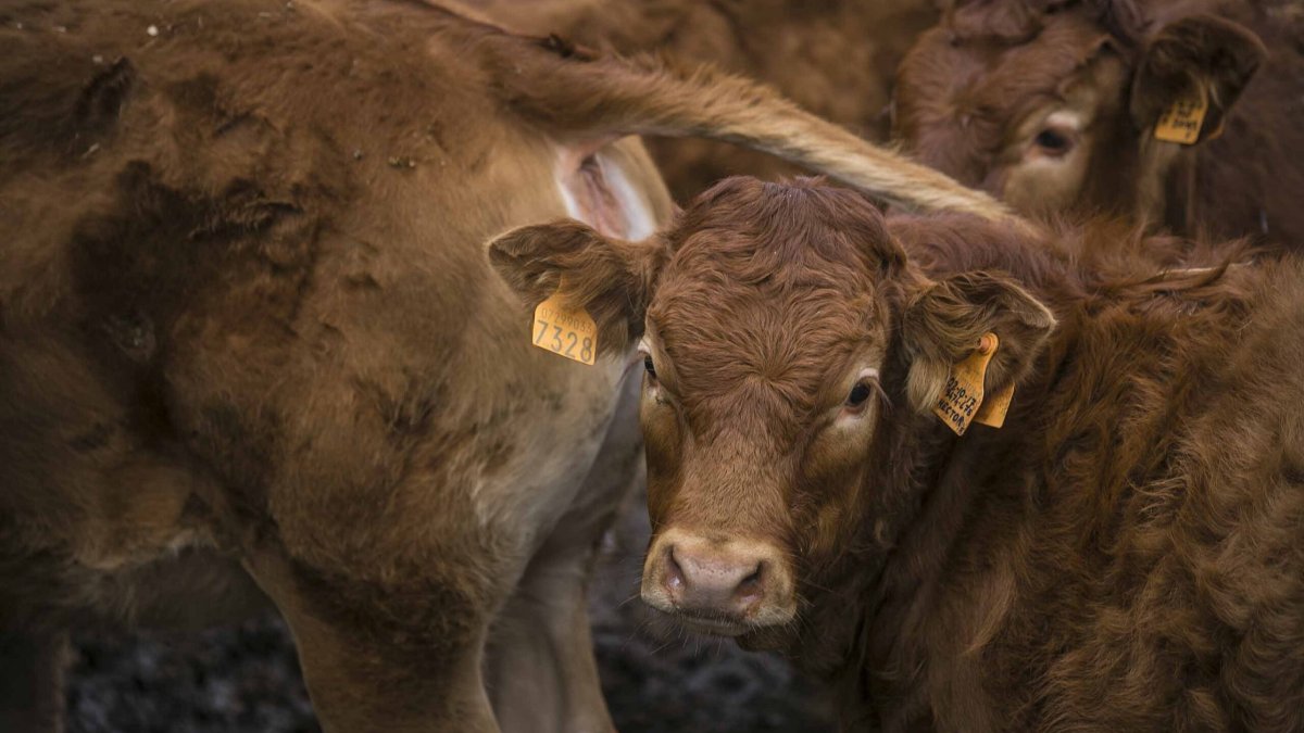 Acordo UE–Austrália: o que muda para o setor dos bovinos e ovinos?