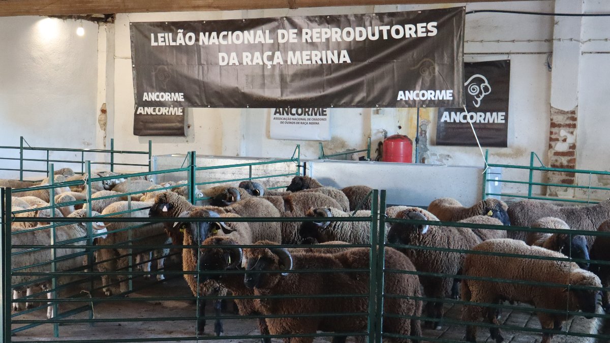 A ANCORME e o Leilão de Reprodutores:  Impulsionando a ovinocultura portuguesa  com genética de excelência