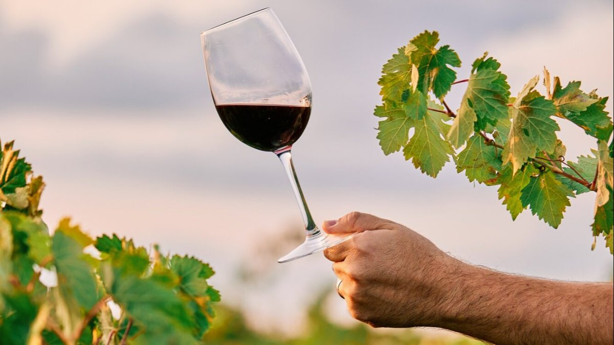 Produção de vinho com quebra a rondar os 7 milhões de hectolitros