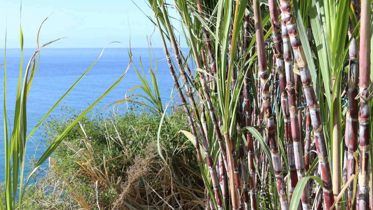 A Riqueza Histórica e Cultural do Rum da Madeira