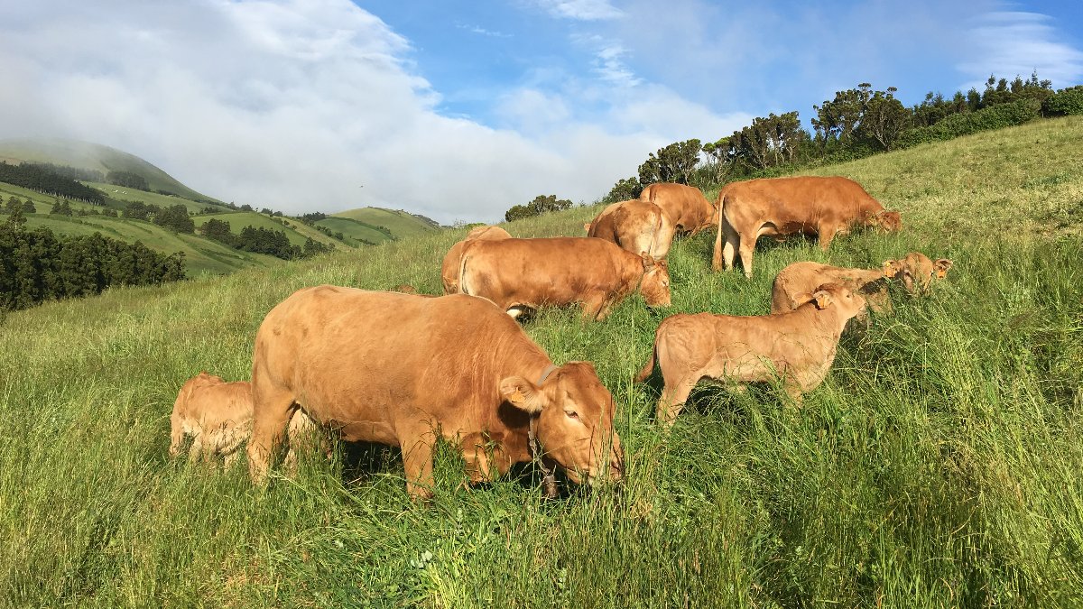 A importância da monitorização da vacinação em vacadas de carne