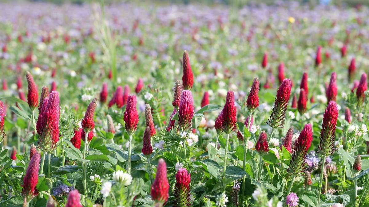 Gama inovadora de misturas biodiversas dá Prémio Nacional à Fertiprado