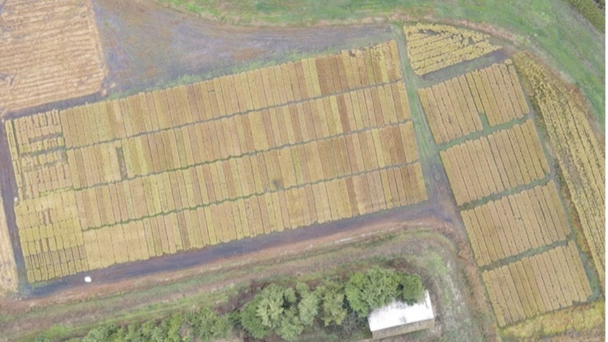 A cultura do arroz na nova realidade climática 