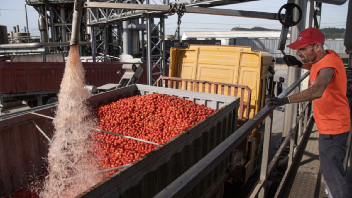 HIT aposta na sustentabilidade e inovação para liderar o mercado global de processamento de tomate
