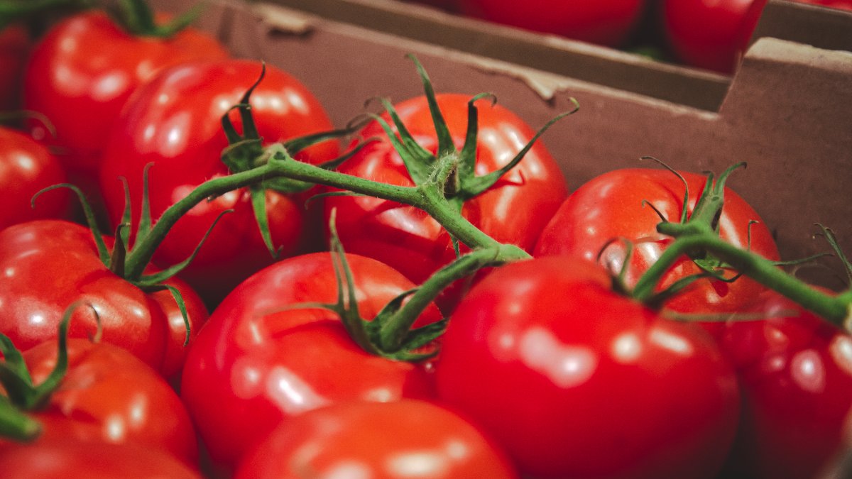 A cultura de Tomate em Portugal: um importante ativo estratégico