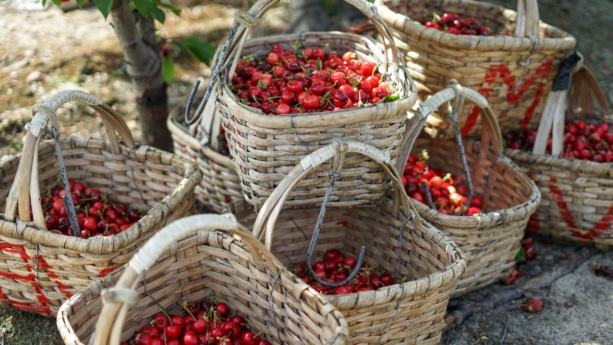 Fundão consolida-se como epicentro da inovação agrícola