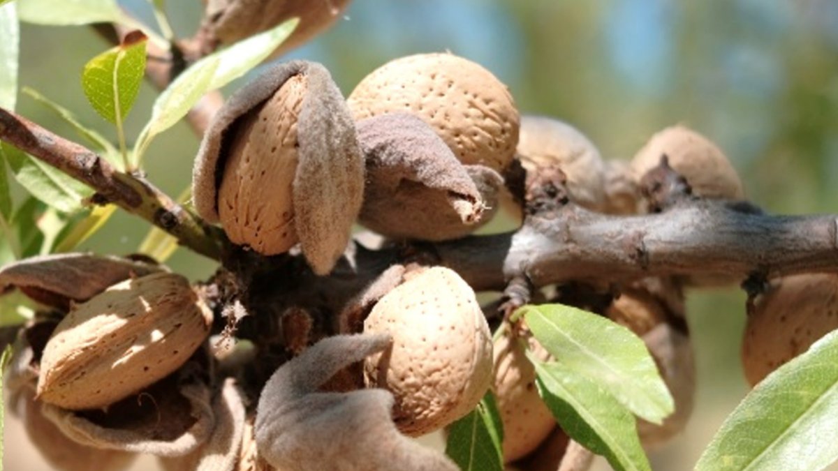 Capota de Amêndoa (Prunus dulcis L.): Um recurso alimentar para engorda de Borregos