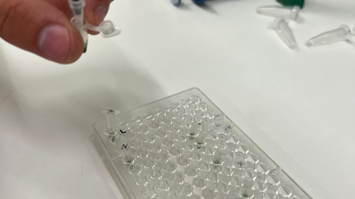 Ciência e Tecnologia no Diagnóstico de Doenças de Plantas: Avanços para uma Agricultura Sustentável